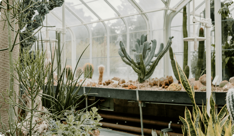 How to Care for Succulents Year-Round